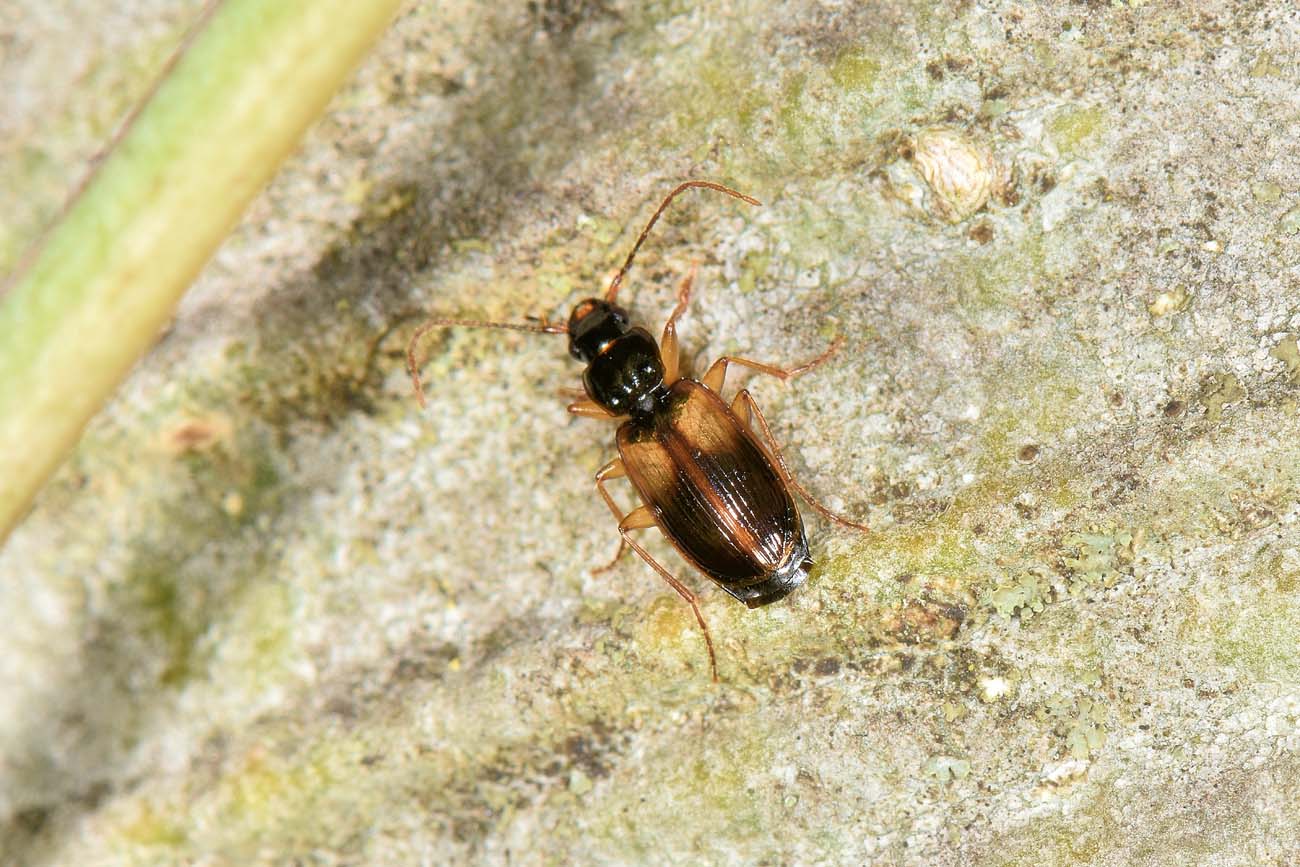 Carabidae: Acupalpus sp? no, Badister sodalis